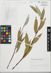 Foto von Salix fragilis L.